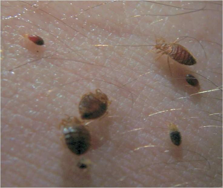 bugs bed bug identify bedbugs stages nymphs bites nymph eggs feeding adults bedbug young adult prevention methods cheap handbook several