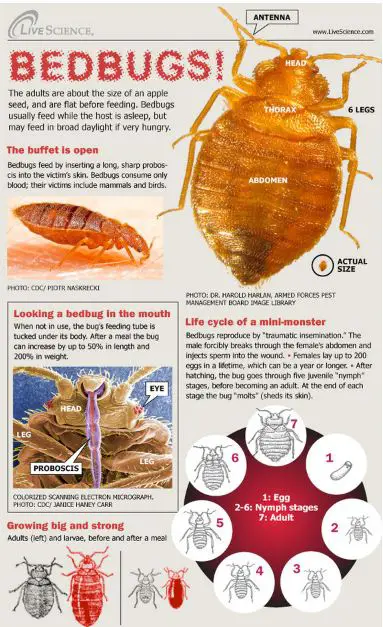 Information On BedBugs: Pictures, Bites And Free Brochures