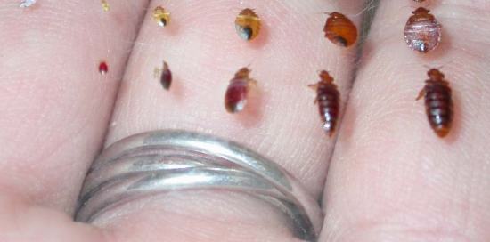 Bed Bug Photo