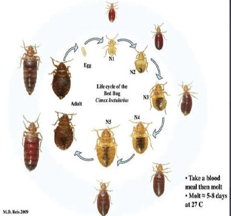 Bed Bugs: How to Identify, Treat Bites & Remove | Bed Bugs Handbook