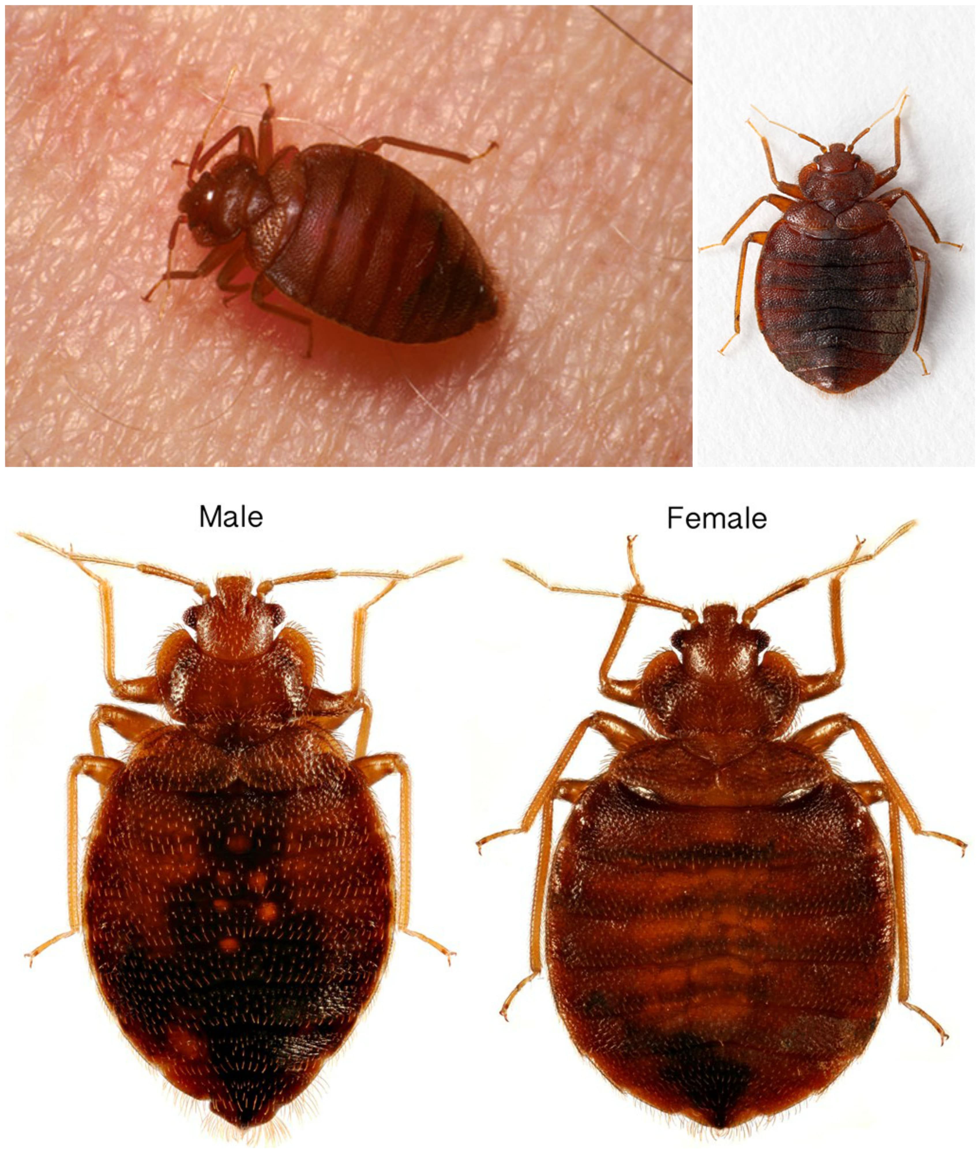 Luxury 60 Of Male And Female Bed Bugs Millieceaselessunicef