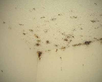 Bed Bugs On Your Ceiling | Shelly Lighting