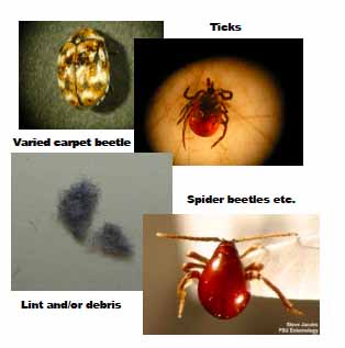 Comparison of Connecticut bed bugs to other insects