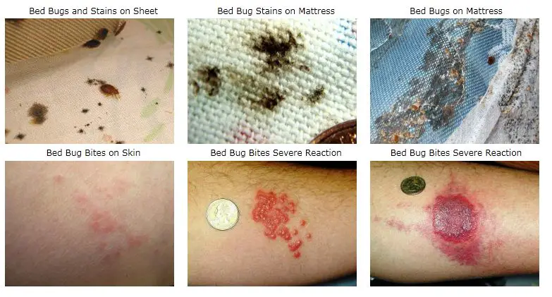 bed bug bites on mattress