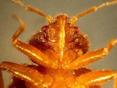 BedBug Photo Ventral View (Source: University of Florida)