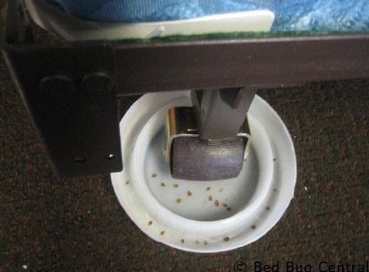 bed bug trap