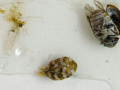 Carpet Beetles