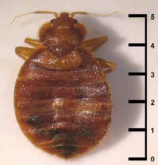 bed bugs actual size