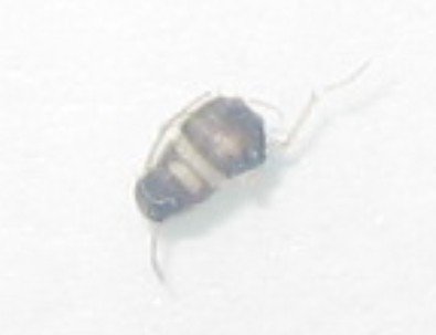 Is this a bed bug? I killed it so somewhat distorted size about of a flea or thickness of 12business cards