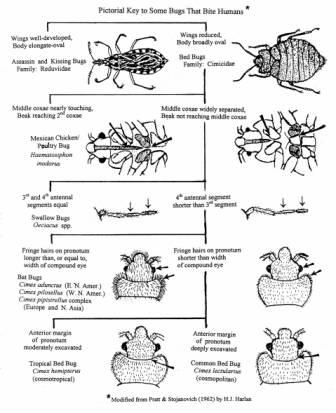 Identify Bed Bugs: Pictures And Descriptions