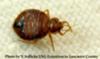 Bed Bug Picture