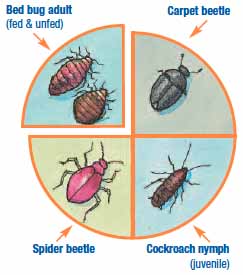 Pictures of insects that look like and are confused with bed  bugs